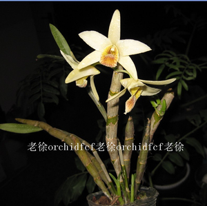 十斗为斛淘宝尖刀唇石斛苗花期长春节开花超级香落叶型易活易发芽好