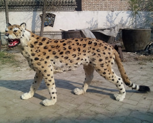 大促仿真豹子模型摆件标本 定做各种动物 金钱豹老虎狮子狼狗熊猫
