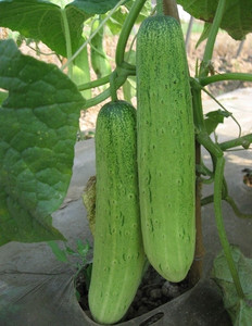 热卖新鲜小山黄瓜 云南省散装其它新鲜蔬菜水果 山黄瓜 新品