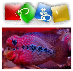 鸿运当头,鸿运马骝,罗汉鱼,热带观赏鱼.(鱼苗,亚成,起头)