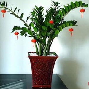 金钱树钱串子花绿色植物绿植包邮,买就送生根粉复合肥