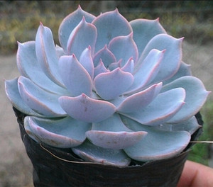 蓝石莲 皮氏石莲多肉植物 办公室家庭小盆景 净化空气带盆土发货