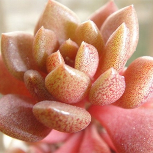 林间花语立田凤砍头无根小苗多肉植物超值防辐射可爱肉肉绿植