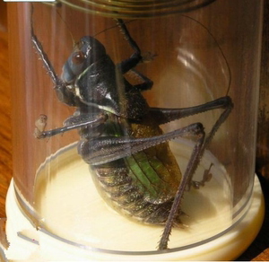 大号铁皮蝈蝈北京蝈蝈平谷蝈蝈活体蝈蝈蝈蝈活体鸣虫,买两只包邮