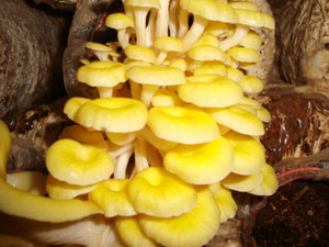 黄菌野生食用菌