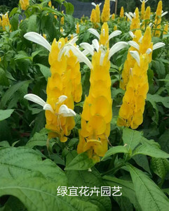 大苗黄金塔 黄虾花苗包邮金苞花 盆栽花卉庭院植物尖尖的黄色花朵