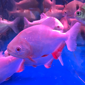 白化银版红眼银板鱼活体 红勾丁印版 红眼白子银板 观赏鱼