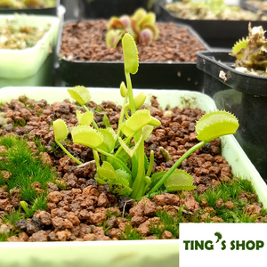 人气食虫植物新奇植物趣味——旋律鲨鱼捕蝇草(kms)