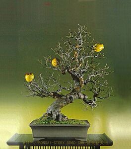 日本小叶木瓜天香木瓜盆景 地栽熟桩 树桩盆景 一物一拍