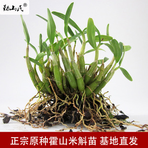 正宗霍山石斛米斛苗