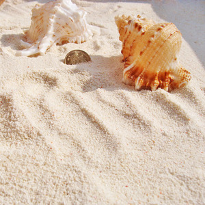 400克 白色珊瑚沙 细海沙子 鱼缸地台铺底海螺贝壳家居装饰