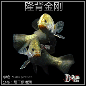 隆背金刚 西非战神加纳战神大型猛鱼 热带鱼 观赏鱼 活体 淡水鱼