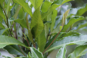 新鲜朱砂根大罗伞大凉伞小郎伞铁雨伞铁凉伞野生草药中药材种苗