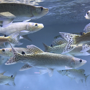 钻石火箭鱼活体古代鱼上层鱼热带鱼观赏鱼淡水大型鱼