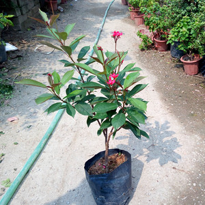 琴叶珊瑚花卉盆栽琴叶樱日日樱花期长四季开花卉植物阳台庭院包邮