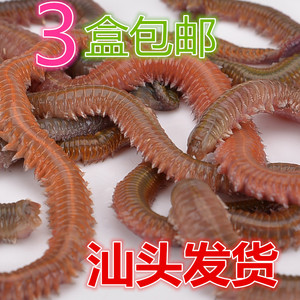 洋泽饵业活青虫红青虫沙蚕船钓海钓活饵蚓蜈蚣鲈鱼海钓饵汕头发货