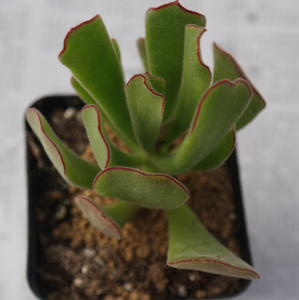 幺幺多肉园艺打折包邮,熊童花月多肉植物防辐射