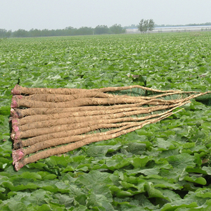 2017年现挖徐州绿姿正品新鲜黄牛蒡根5斤装牛蒡根牛蒡茶蔬菜