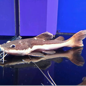 中大型鱼热带鱼观赏鱼狗仔鲸红尾鲶鱼招财猫鱼活体鱼宠物鱼活体