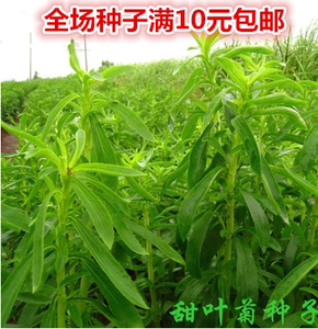 甜叶菊种子