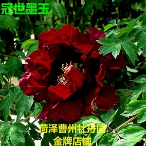 冠世墨玉牡丹