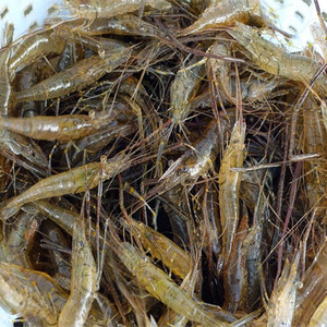 活虾活小河虾成都海鲜生动食代一斤55元