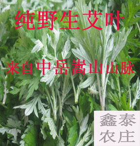 野生艾草中药材艾叶艾草泡脚食用新鲜艾草可做艾草青团子艾草糍粑