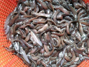 埃及塘虱鱼苗埃及塘鲺鱼苗泰国塘虱鱼苗塘虱鱼种革胡子鲶鱼苗