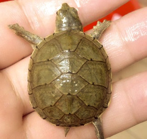 000人付款淘宝黄泽龟苗蛋龟深水龟宠物龟观赏龟小型龟小乌龟活物