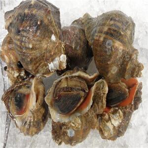 野生海鲜薄壳海螺中等个海螺 香螺 瓷螺.交螺,海窝窝,假猪螺/菠