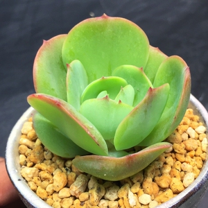 多肉植物【碧桃】碧桃多肉 办公室桌面肉肉盆栽春节新品