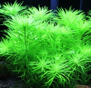 古精太阳水草