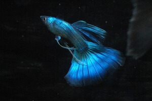 精品孔雀鱼 莫斯科兰 莫兰 冰蓝 墨兰 种鱼 鱼苗 热带鱼 观赏鱼