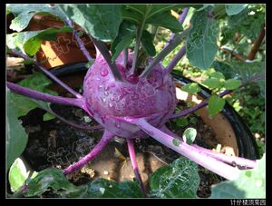 计仔--紫色苤兰种子 紫翠苤兰 紫色芥兰头