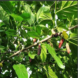 新鲜野生现采桑枝条桑树棍老桑条蚕桑树食用嫩桑枝中药材泡脚桑枝