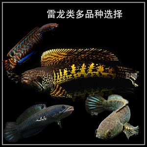 图为韩国mei女主播系列meigui15bu 撸2哥做爱高清图片