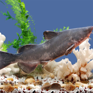 活江团鮰鱼石首鱼肥沱肥王鱼 成都海鲜生动食代 一条一斤多