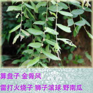 新鲜算盘子野生草药金骨风雷打火烧子狮子滚野南瓜中药材包邮