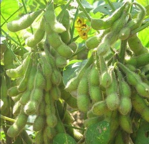 大豆种子黄豆