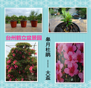 皋月杜鹃 日本杜鹃 夏鹃 东洋-大杯小苗