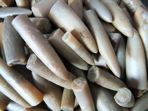 若颜依淘宝直震旦角石真海底生物化石原石天然考古