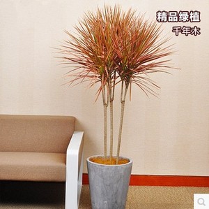 大型精品绿植盆栽 千年木 室内客厅绿化装饰绿植花卉 净化空气