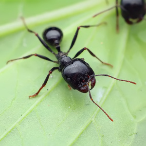 大头收获蚁 宠物蚂蚁活体