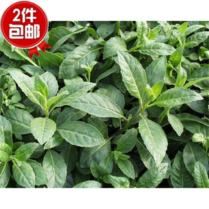四季皆宜种庭院阳台盆栽南非叶苗 南非草 将军叶 黑将军 草药苗