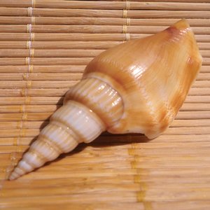 天然海螺贝壳金斧螺 斧头螺 竹笋凤凰螺 水族鱼缸造景 地台墙饰