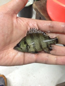 银虎鱼