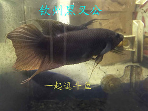 越南黑叉斗鱼