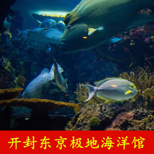开封东京极地海洋馆门票电子票,成人票,学生票,开封海洋馆门票