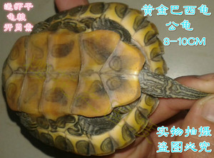 公巴西龟包邮