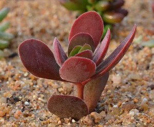 ample精灵多肉醉夕阳/醉斜阳,迷你多头,新品酒红色吸甲醛防辐射